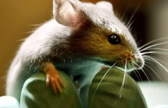 Naukowcy zdołali skutecznie zmodyfikować pałeczkę okrężnicy bez skutków ubocznych