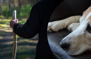 Mieszkaniec Katerinopola podejrzewany o okrucieństwo wobec zwierząt