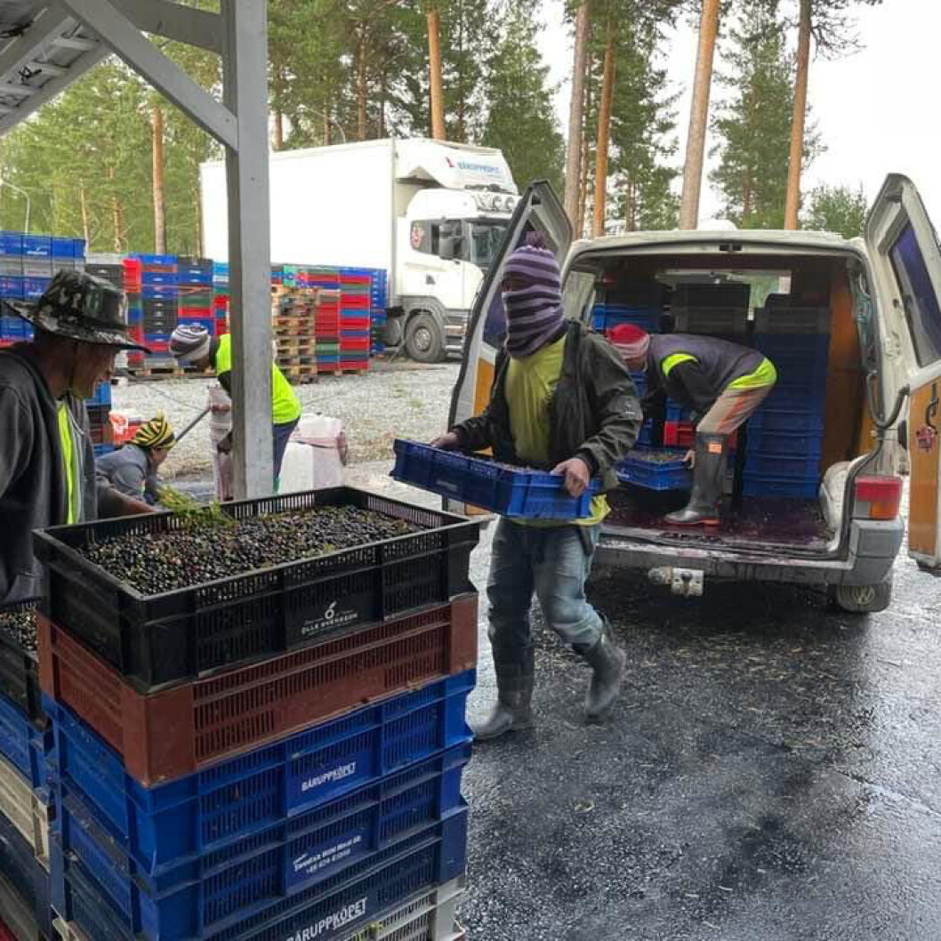 Właściciel firmy jagodowej skazany na więzienie