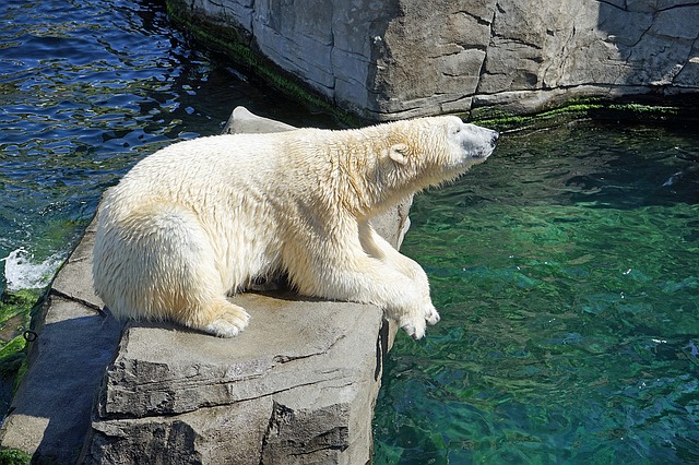Badanie środowiska naturalnego niedźwiedzia polarnego